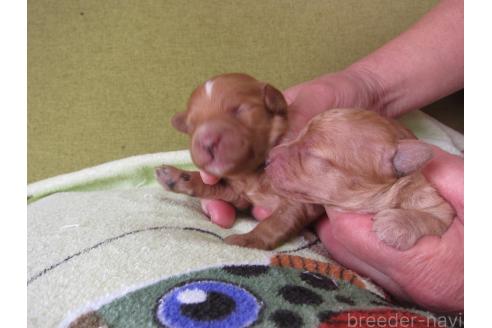 成約済の福岡県のミックス犬-371903の21枚目