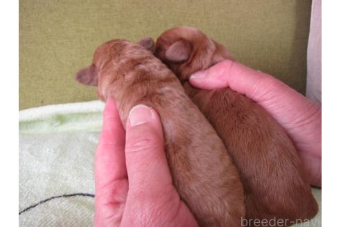 成約済の福岡県のミックス犬-371903の20枚目