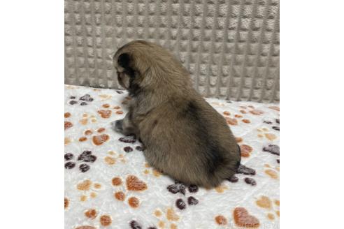 成約済の大阪府のポメチワ:ポメラニアン×チワワ-371912の4枚目