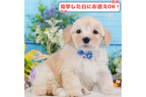 成約済ののマルプー:マルチーズ×トイプードル-369983