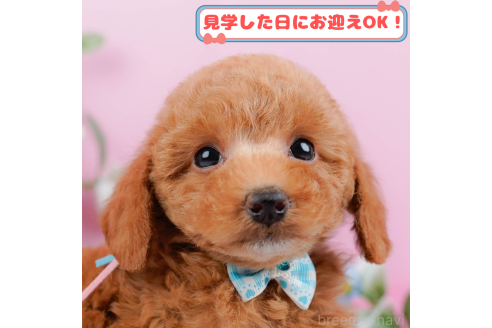 販売中の神奈川県のトイプードル-367499