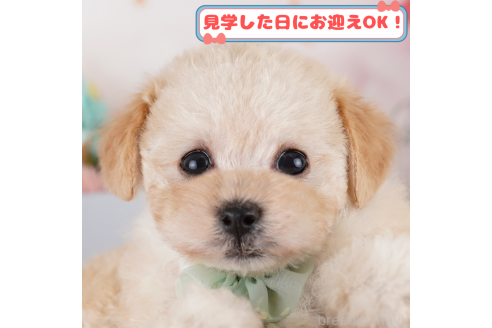 販売中の神奈川県のトイプードル-367308
