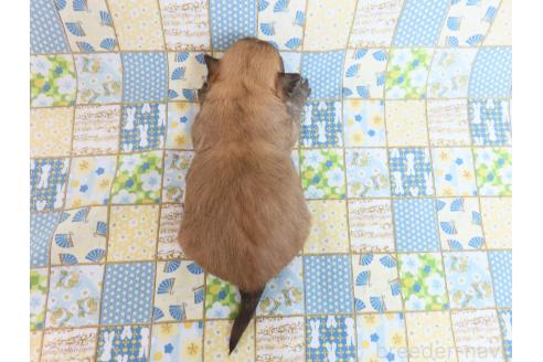 成約済の千葉県のミックス犬-371931の21枚目