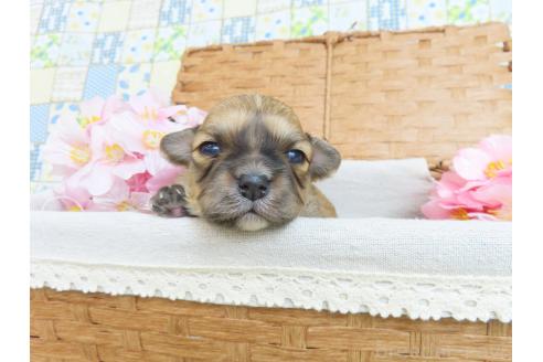 成約済の千葉県のミックス犬-371931の20枚目