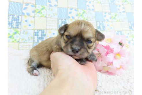 成約済の千葉県のミックス犬-371931の19枚目