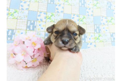 成約済の千葉県のミックス犬-371931の18枚目
