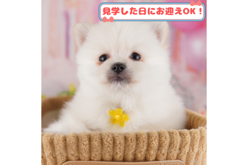 成約済の神奈川県のポメラニアン-367294の1枚目