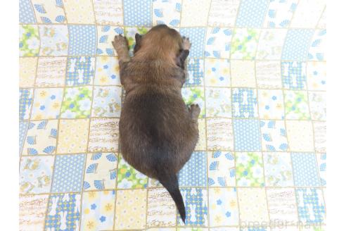 成約済の千葉県のミックス犬-371932の15枚目