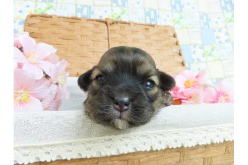 成約済の千葉県のミックス犬-371932の14枚目
