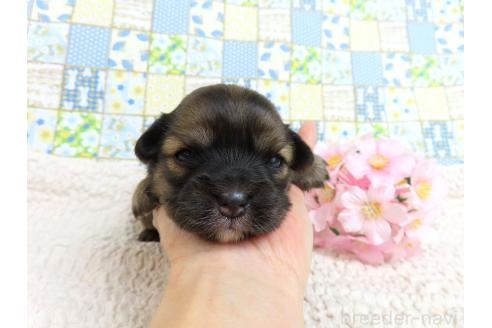 成約済の千葉県のミックス犬-371932の13枚目
