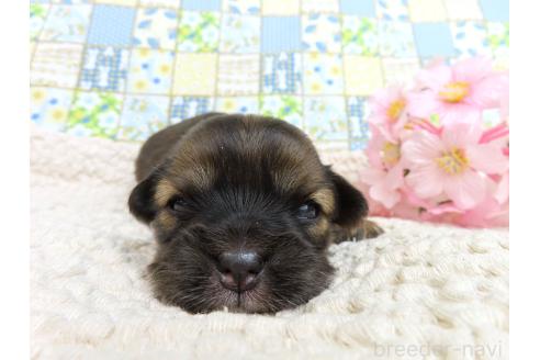 成約済の千葉県のミックス犬-371932の12枚目