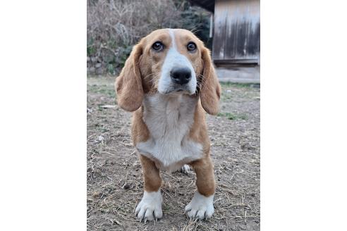 成約済の神奈川県のミックス犬-316900の5枚目