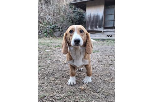 成約済の神奈川県のミックス犬-316900の4枚目