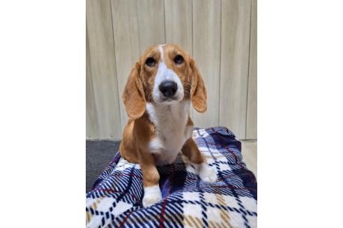 成約済の神奈川県のミックス犬-316900の3枚目