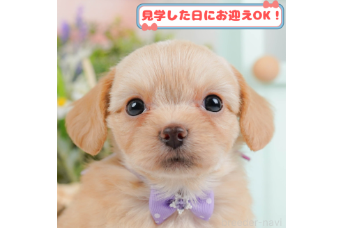 成約済ののチワプー:チワワ×トイプードル-369975