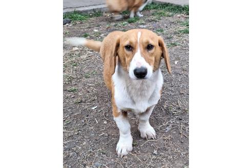 成約済の神奈川県のミックス犬-316927の6枚目