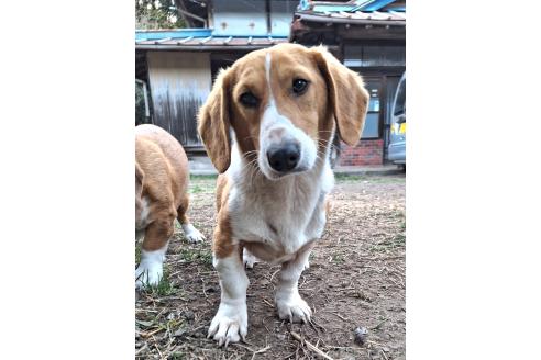 成約済の神奈川県のミックス犬-316927の5枚目