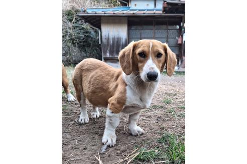 成約済の神奈川県のミックス犬-316927の4枚目