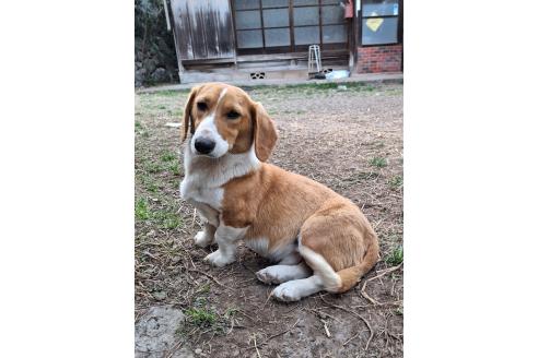 成約済の神奈川県のミックス犬-316927の2枚目