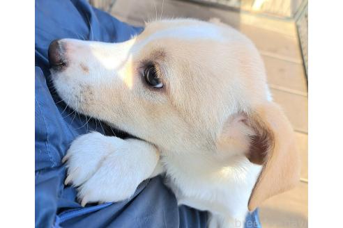 成約済の千葉県のミックス犬-371967の9枚目