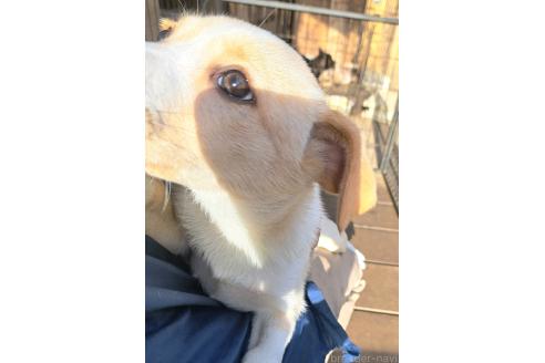 成約済の千葉県のミックス犬-371967の1枚目