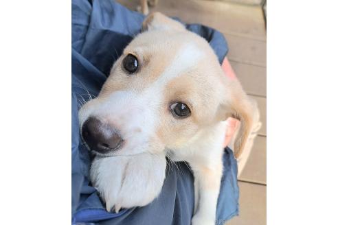 成約済の千葉県のミックス犬-371967の8枚目