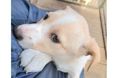 成約済の千葉県のミックス犬-371967の7枚目