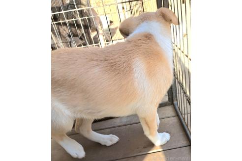 成約済の千葉県のミックス犬-371967の6枚目