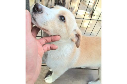 成約済の千葉県のミックス犬-371967の5枚目