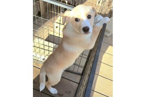 成約済の千葉県のミックス犬-371967の4枚目