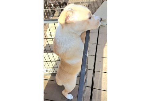 成約済の千葉県のミックス犬-371967の2枚目