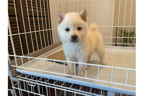 成約済の兵庫県の豆柴-370300の4枚目
