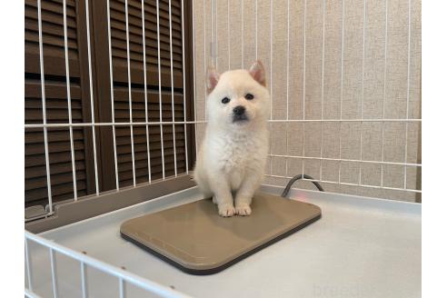 成約済の兵庫県の豆柴-370300の2枚目