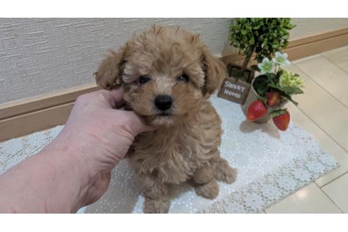 成約済の広島県のタイニープードル-370624の10枚目