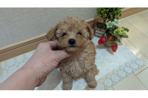 成約済の広島県のタイニープードル-370624の5枚目