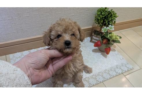 成約済の広島県のタイニープードル-370624の3枚目