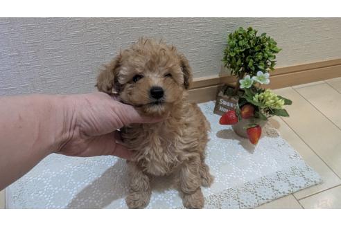 成約済の広島県のタイニープードル-370624の2枚目