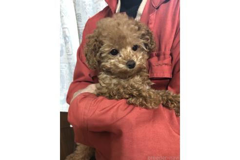 成約済の兵庫県のトイプードル-368253の7枚目