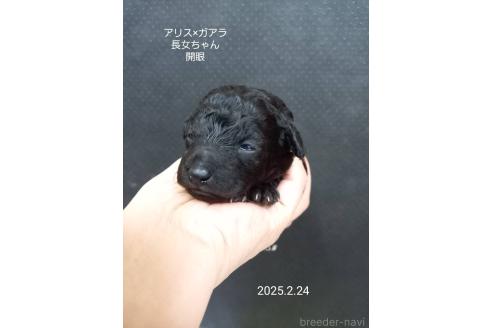 成約済の大阪府のタイニープードル-369925の5枚目