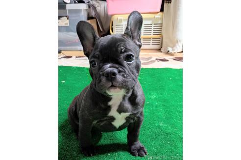 成約済の愛媛県のフレンチブルドッグ-365108の56枚目