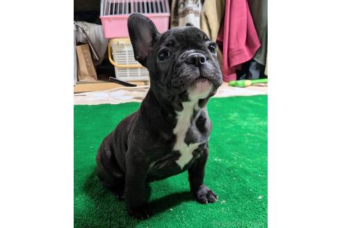 成約済の愛媛県のフレンチブルドッグ-365108の55枚目