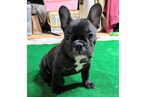 成約済の愛媛県のフレンチブルドッグ-365108の54枚目