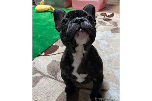 成約済の愛媛県のフレンチブルドッグ-365108の52枚目