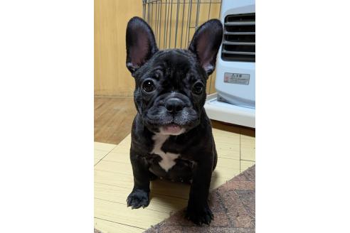 成約済の愛媛県のフレンチブルドッグ-365108の53枚目