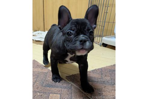 成約済の愛媛県のフレンチブルドッグ-365108の51枚目