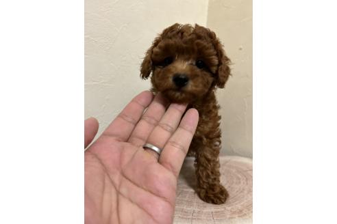 販売中の北海道のトイプードル-365030の9枚目