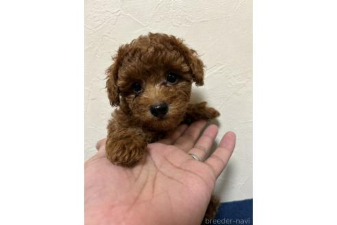 販売中の北海道のトイプードル-365030の8枚目