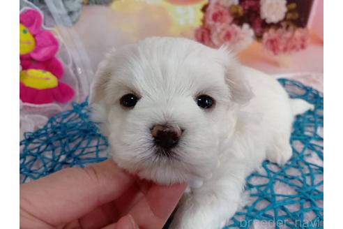 成約済の神奈川県のマルチーズ-369790の26枚目