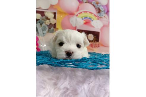 成約済の神奈川県のマルチーズ-369790の18枚目