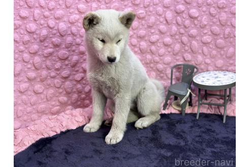 成約済の茨城県の柴犬-369311の23枚目